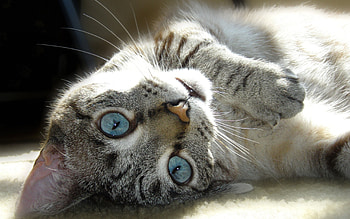 Animals, Cats HD wallpaper