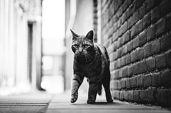Animals, Cat, Pet, Sight, Opinion, Bw, Chb, Animal, Step HD wallpaper
