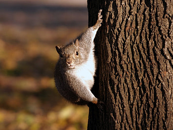 HI THERE, cute, hi, aww HD wallpaper
