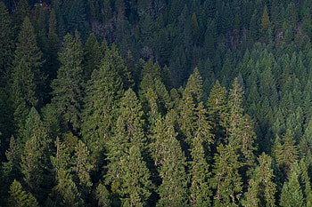 Nature, Trees, Pine, View From Above, Forest HD wallpaper