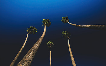 California Palm Trees, trees, nature HD wallpaper