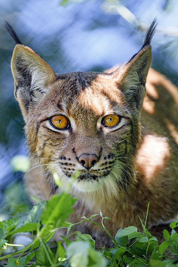 Animals, Iris, Plant, Muzzle, Big Cat, Sight, Opinion, Animal HD phone wallpaper