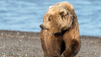 Nature's awe-inspiring creation, Mighty grizzly, Wildlife graphy, Bear in the wild HD wallpaper