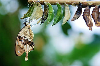 Detailed of a butterfly emerging from cocoons, showcasing transformation and nature's beauty. HD wallpaper
