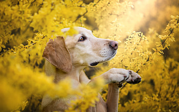 Profile, Labrador Retriever HD wallpaper