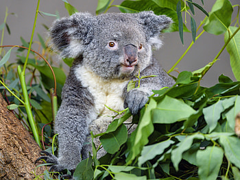 Adorable koala, Eucalyptus leaves, Wildlife , High-definition HD wallpaper