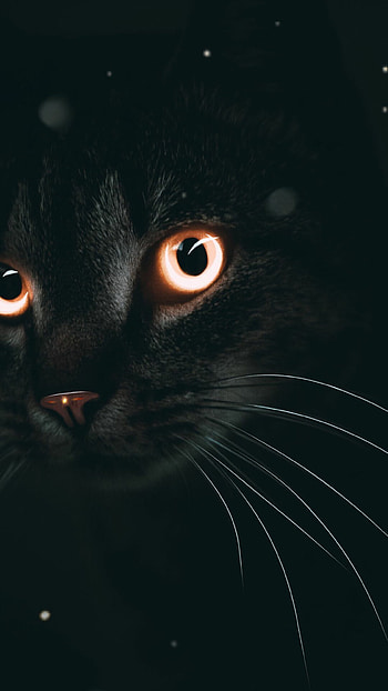 Beautiful cat, High-resolution , Majestic pose, Stunning eyes HD phone wallpaper