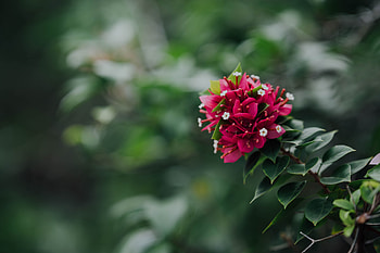 Flowers, Pink, Plant, Branch HD wallpaper
