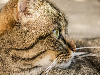 Animals, Cat, Muzzle, Striped, Profile HD wallpaper
