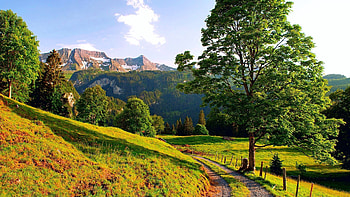 Nature, Trees, Grass, Summer, Turn HD wallpaper