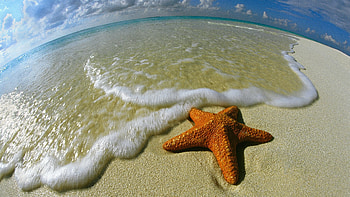 Starfish , Background , Abyss, Starfish HD wallpaper