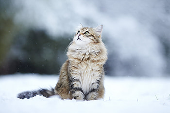 Animals, Cats, Snow, Fluffy, Blur, Smooth HD wallpaper