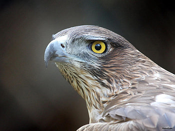 Falcon eyes, eyes, birds, falcon, strong HD wallpaper