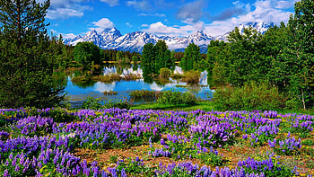Spring in the Grand Tetons, sky, flowers, usa, wyoming, lupines, landscape, reflections, lake, peags, blossoms, clouds, water HD wallpaper