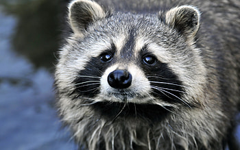 Nature's thief, Urban scavenger, Rolling mischief HD wallpaper