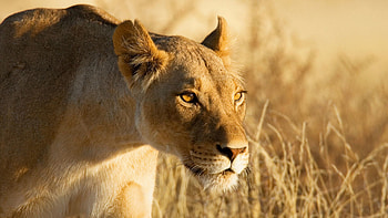 Animals, Grass, Lion, Lioness, Hunting, Hunt HD wallpaper