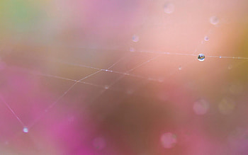 Background, Drops, Macro, Blur, Smooth, Cobweb, Gossamer HD wallpaper
