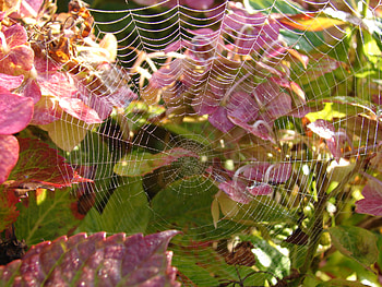 Summer Web, web, spider, insect HD wallpaper