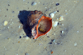 Nature, Beach, Sand, Shell, Sink HD wallpaper