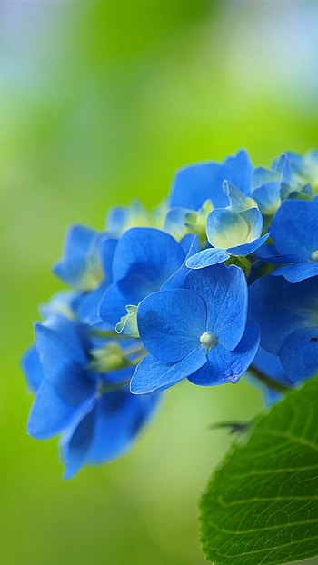 Blue Flowers, Flowers, Blue, Green HD phone wallpaper