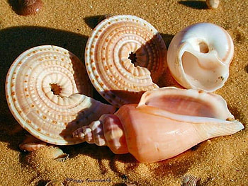 shell, sea, beautiful, beach HD wallpaper