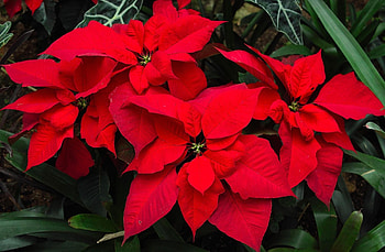 Flowers, Flower, Bright, Poinsettia HD wallpaper
