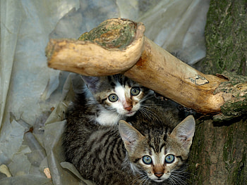 Crystalline Eyes, two, cats, sweethearts, brothers, hidden, kittens, animals, couple, souls, lovely, friends HD wallpaper