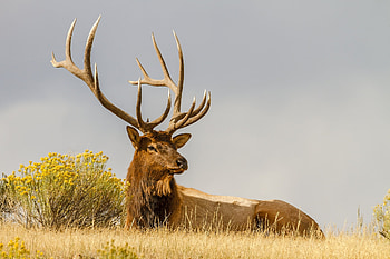 Animals, Grass, To Lie Down, Lie, Deer, Horns HD wallpaper