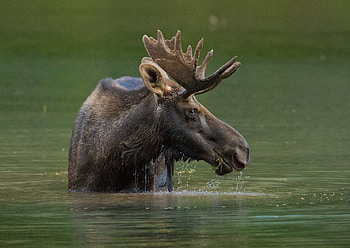 Moose , Watery habitat, Animal grace, Nature's spectacle HD wallpaper