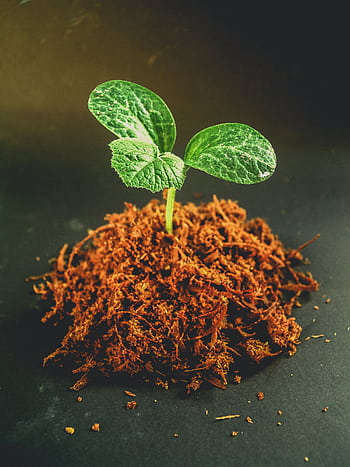 Close-up of a fresh seedling growing from rich brown soil, symbolizing new beginnings. HD phone wallpaper