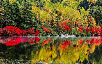 Autumn Lake Forest, reflection, trees, autumn, nature, forest, lake HD wallpaper