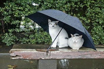 Out of the rain, cats, trees, umbrella, rain HD wallpaper