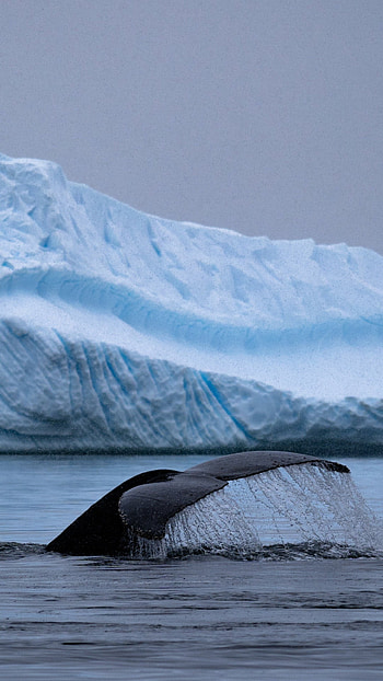 Humpback whale tail, Antarctica, , 3484x2323 HD phone wallpaper