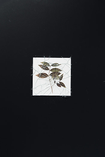 Minimalism, Branch, Glass, Shards, Smithereens, Broken, Herbarium HD phone wallpaper