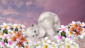 kitten plumeria, cats, white, flowers, animals HD wallpaper