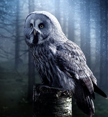 Great grey owl perched on a tree stump in a foggy forest setting. HD phone wallpaper
