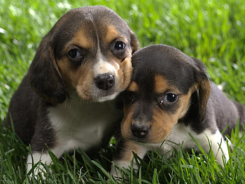 Animals, Couple, Pair, Spotty, Spotted, Care, Puppies HD wallpaper