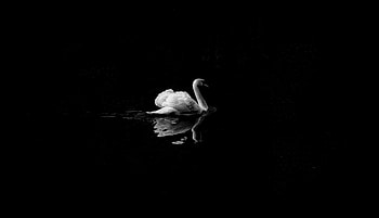 Swan Monochrome , swan, birds, monochrome, black-and-white HD wallpaper