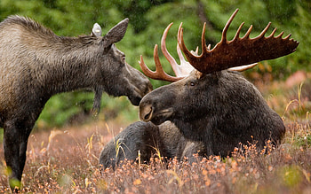 Alaska's moose, Stunning backgrounds, Majestic wildlife, Inspiring ry HD wallpaper