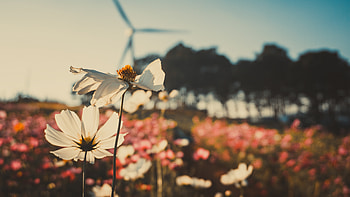 Flowers, Shine, Light, Field, Kosmeya, Cosmos HD wallpaper
