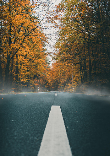 Nature, Autumn, Road, Markup, Asphalt HD phone wallpaper