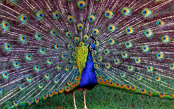 Animals, Birds, Peacocks HD wallpaper