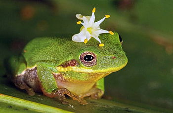 Frog, white, green, flower HD wallpaper