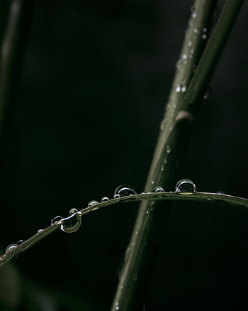 Grass, Leaves, Drops, Macro, Dew HD phone wallpaper