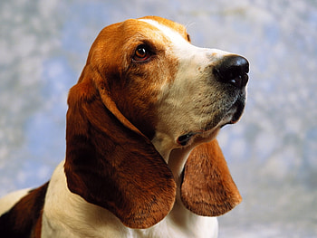 Tender face, animal, dog, tender, puppy, pet HD wallpaper