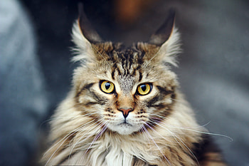 Cat, curious, muzzle, pet animal HD wallpaper