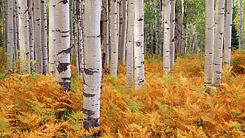 Birch tree , 26 , Birch tree HD wallpaper