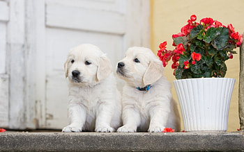 Puppies, dog, animal, cute, golden retriever, puppy, geranium, flower, green, red, couple HD wallpaper