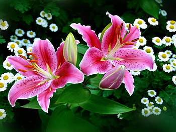 Tiger lilies, Lily flowers, Lily garden, Lovely HD wallpaper