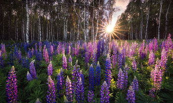 sunbeams in the forest, trees, sun, forest, lupins HD wallpaper